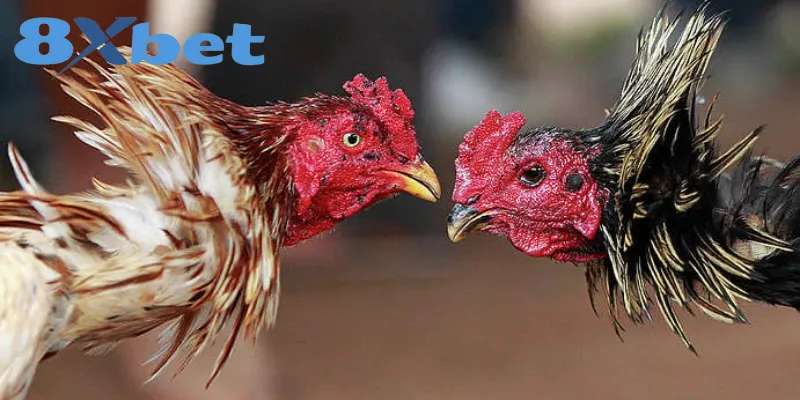 Phân Biệt Chi Tiết Giữa Đá Gà Thomo Và Đá Gà Cựa Sắt 5 Các yếu tố cần chú ý khi phân biệt 2 hình thức chọi gà